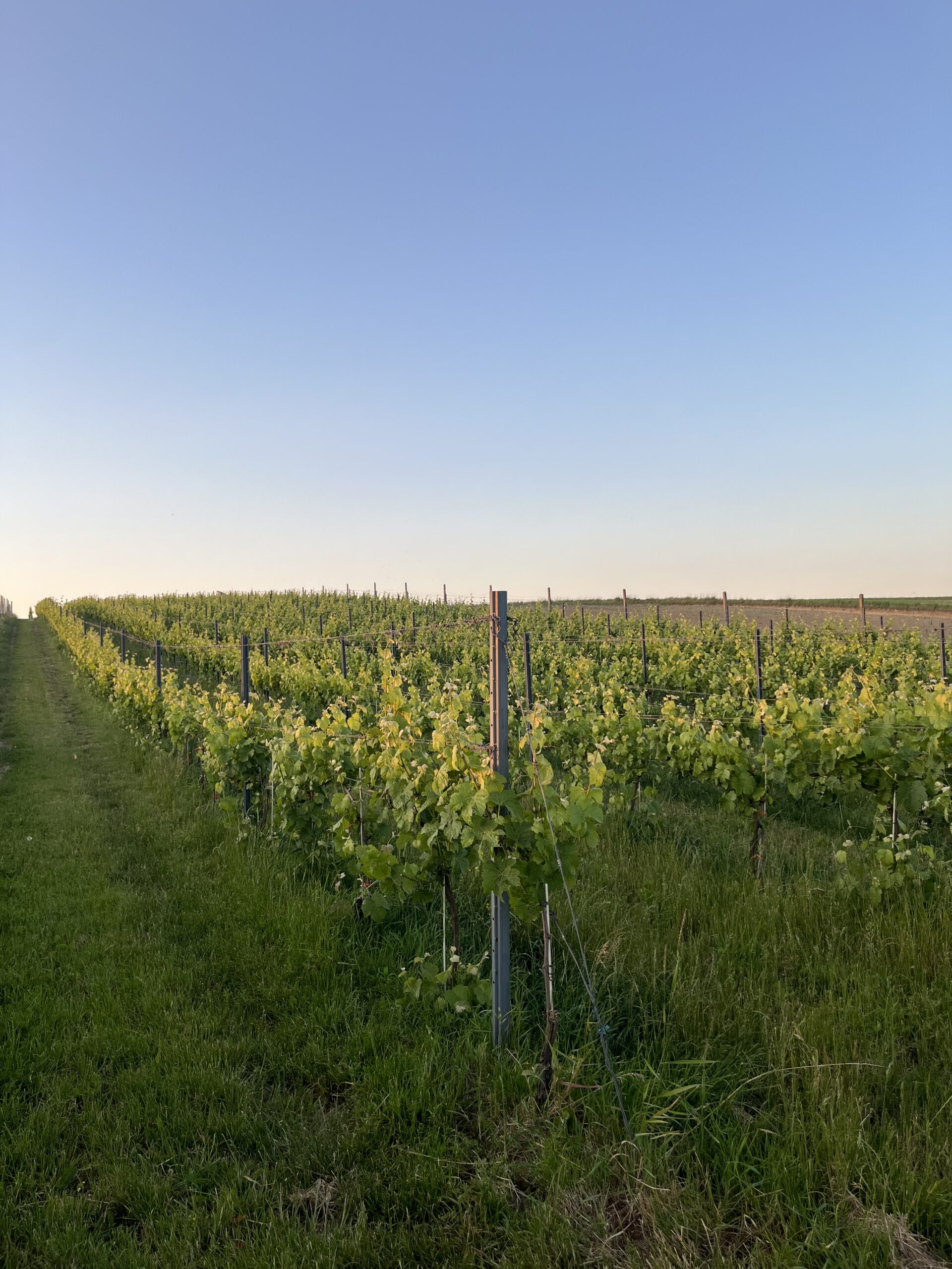 Winnica Płochockich koło Sandomierza
