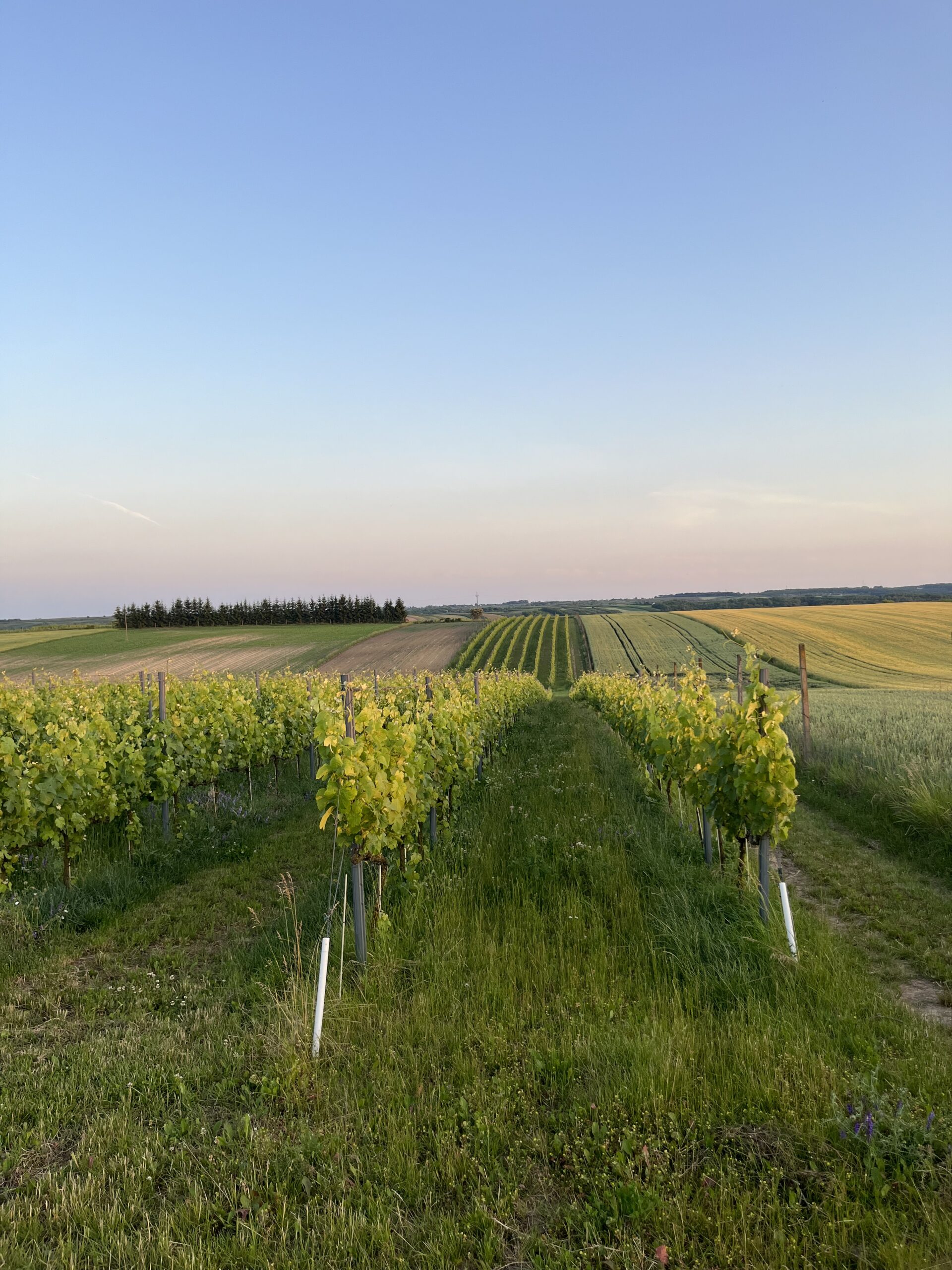 Otoczenie i zabudowania Winnicy Płochockich